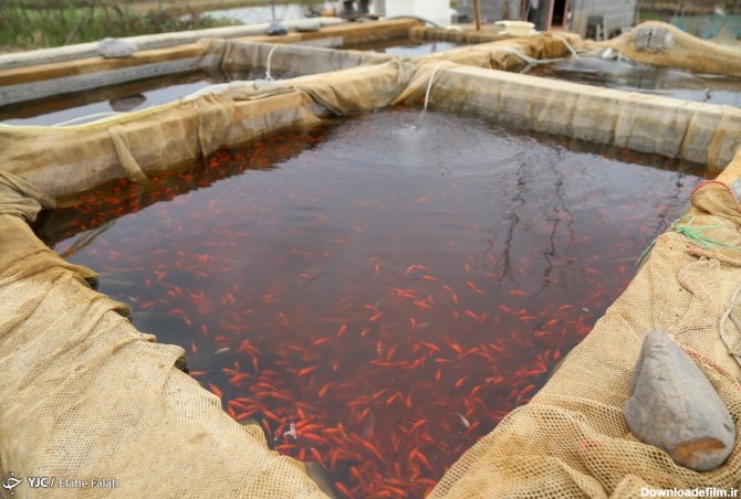 استخر پرورش ماهی قرمز - رشت - تابناک | TABNAK