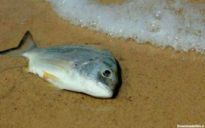 ماهی به آب گفت : بی تو میمیرم - عکس ویسگون