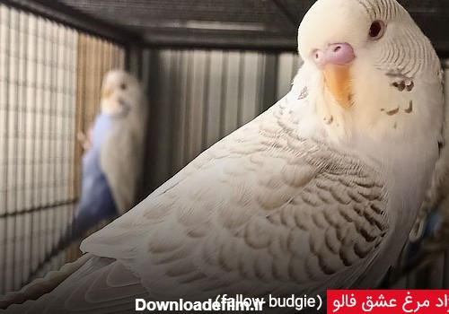 معرفی زیباترین نژادهای مرغ عشق - چیکن دیوایس