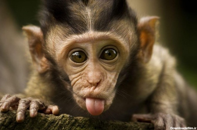 فرارو | (ویدیو) تشویق باورنکردنی یک میمون به تقلید حرکاتش توسط یک ...
