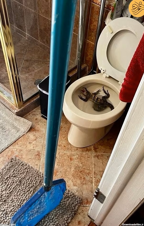 فرارو | (عکس) ظاهر شدن ایگوانای ترسناک در چاه توالت!