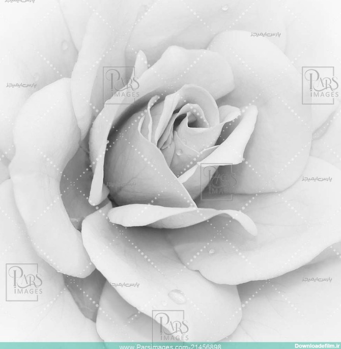 Black White rose Close-up - دانلود عکس - پارس ایمیجز - download ...