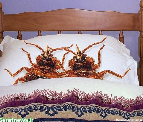 وحشتناک ترین تخت خوابها + تصاویر