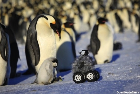 چطور به قلمرو پنگوئن‌ها نفوذ کنیم؟ - همشهری آنلاین