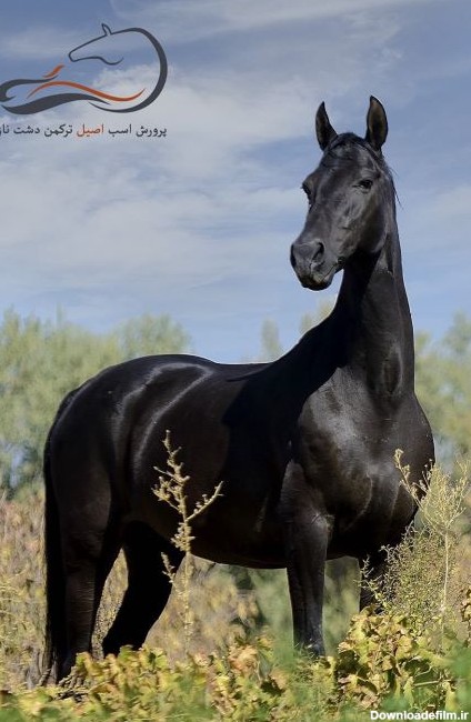 عکس اسب سیاه ترکمن