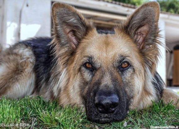 سگ نژاد ژرمن شپرد (German Shepherd): سگ اصیل آلمانی + گالری