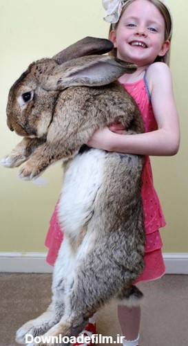 خرگوش غول‌پیکر عید پاک! (+تصاویر)