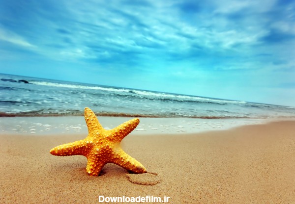 ستاره دریایی کنار ساحل