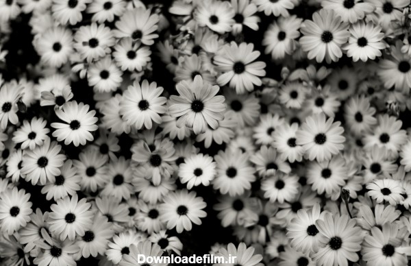 عکس گلهای سیاه و سفید flowers black white