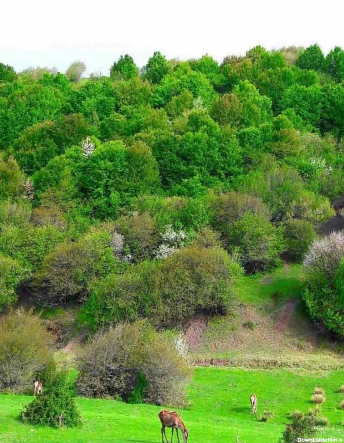 جنگل فندقلو؛ جاذبه ای خاص و تماشایی