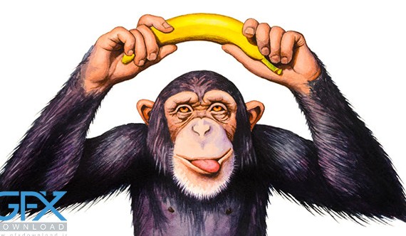 عکس میمون🐒دانلود 16 عکس میمون با کیفیت بالا