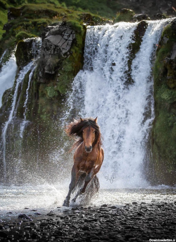 وقار وحشی؛ ۳۰ تصویر باشکوه از اسب‌های ایسلندی