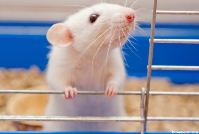 توانایی جالب مغز موش در تمایز بین اشیای واقعی و عکس‌های دوبعدی از آن