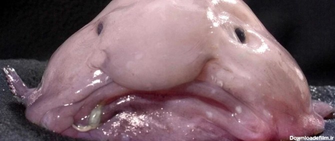 این زشت‌ترین ماهی در داخل آب یک پری‌دریایی است!/ عکس - خبرآنلاین