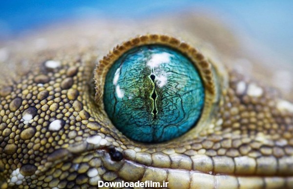 عکس چشم آبی تمساح blue crocodile eyes