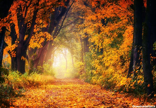 عکس های زیبای پاییزی - مجموعه تصاویر و عکس پروفایل فصل پاییز - عکس ...