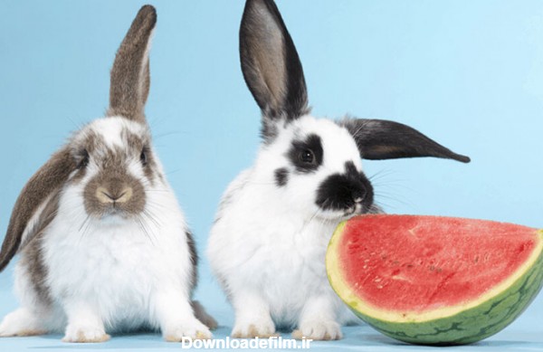 راهنمای غذای انواع خرگوش (لوپ، حامله، نوزاد و...) + برنامه تغذیه ...