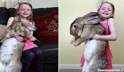 بزرگترین خرگوش جهان +عکس