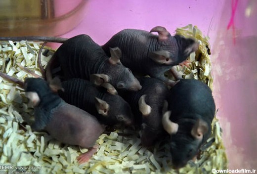 عکس: موش‌های آزمایشگاهی یک انیستیتو
