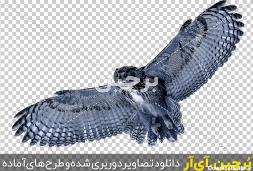 Borchin-ir-transparent owl PNG image_13 عکس جغد در شب png