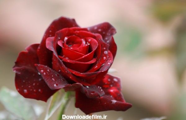 عکس تک شاخه گل رز سرخ زیبا rose flower drops