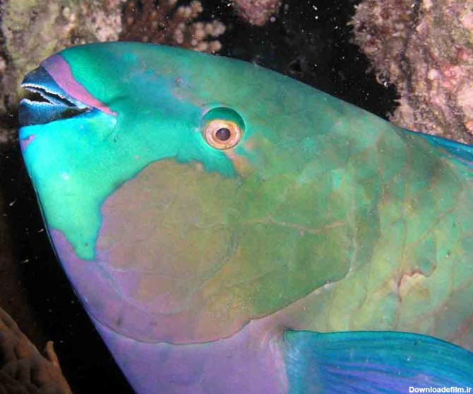 دنیای ماهی | گالری تصاویر پروت اقیانوسی