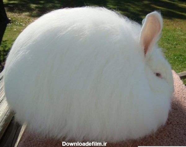 عکس خرگوش زیبا ❤️ [ بهترین تصاویر ]
