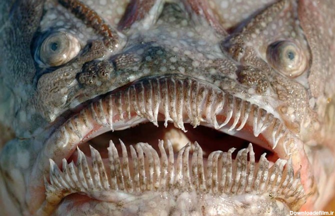 تصاویر/ زشت ترین ماهیان دنیا