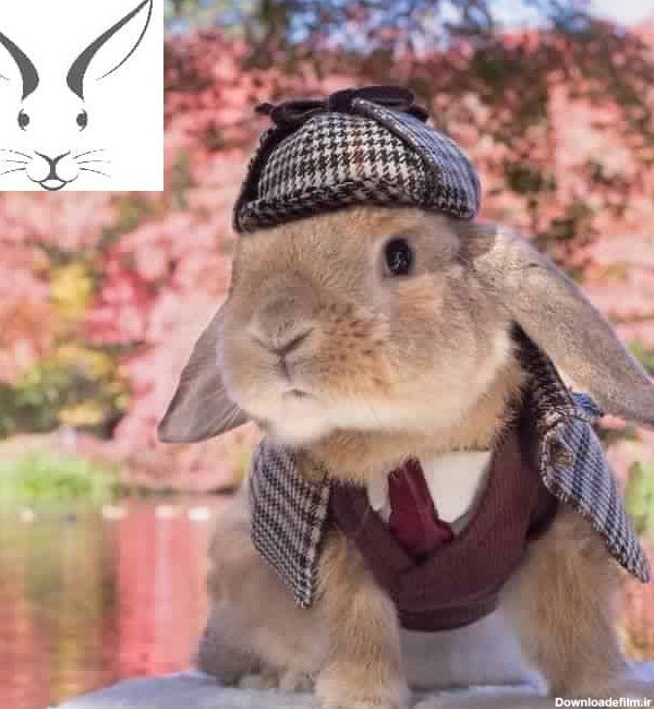 لباس خرگوش - پت شاپ تخصصی جوندگان جونده بازار محصولات پوشیدنی