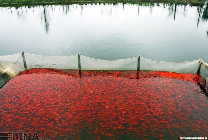 خبرآنلاین - پرورش ماهی قرمز در گیلان