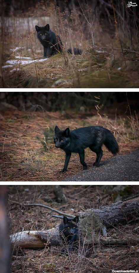 پایگاه خبری تحلیلی بازی دراز | عکس/ روباه سیاه در آستانه انقراض