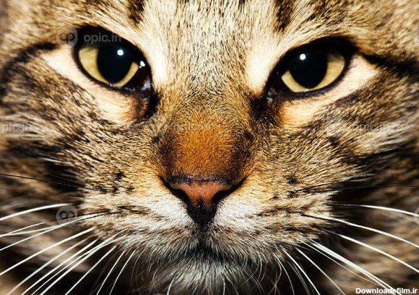 دانلود عکس گربه حیوان خانگی شیرین | اوپیک