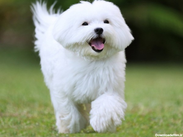 هفت نژاد بسیار زیبا از سگ‌های سفید-@ITPetnet
