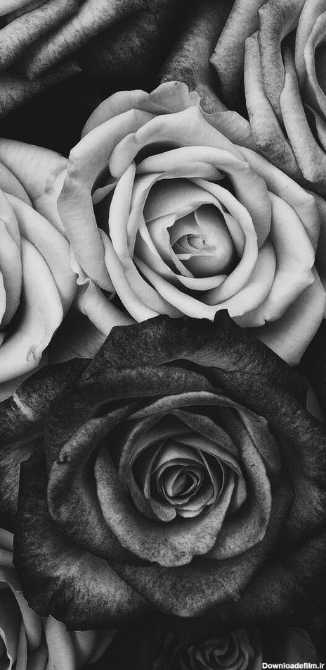 عکس گل سیاه سفید