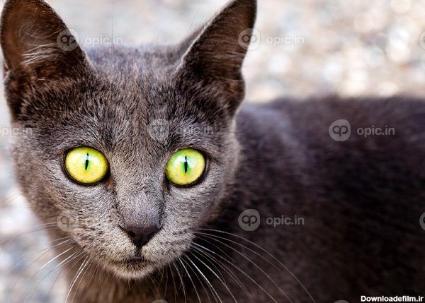 دانلود عکس گربه حیوان خانگی شیرین | اوپیک