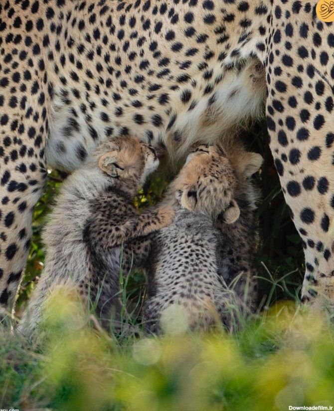 فرارو | عکس روز حیات وحش؛ لحظه شیر خوردن بچه یوزپلنگ‌ها