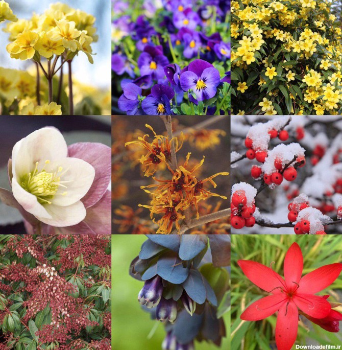 بالاترین: گیاهان زمستانی زیبا که در فصل سرما هم گل می‌دهند!