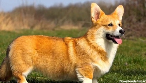 نژاد سگ روباهی چیست؟