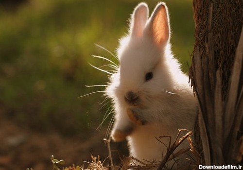عکس های زیبا و بامزه از خرگوش های ناز و کوچولو (4)