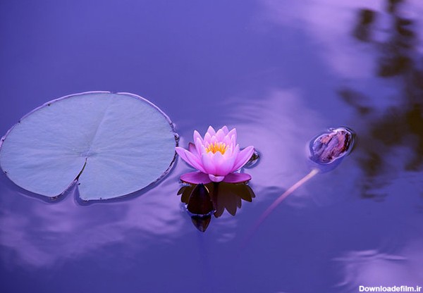عکس های زیبا از گل های نیلوفر آبی - تصاوير بزرگ - بهار نیوز