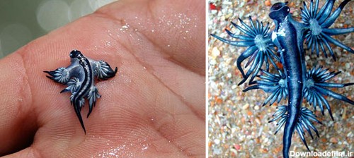 موجودات دریایی عجیب و زیبا + تصاویر - مجله تصویر زندگی