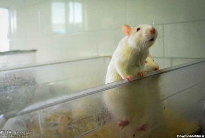 موش های آزمایشگاهی (عکس)
