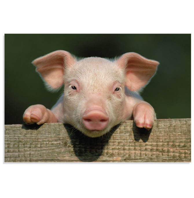 خرید و قیمت پوستر طرح حیوانات بچه خوک Little Pig مدل NV0929 | ترب