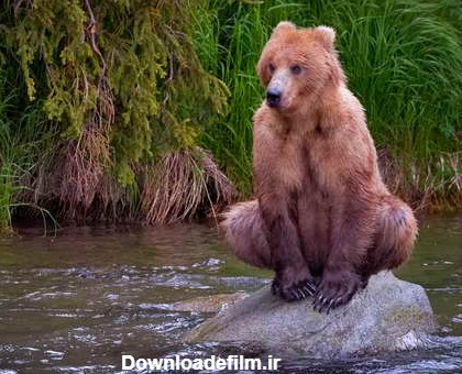 به ‌نظر شما این خرس چرا این‌طوری نشسته است؟