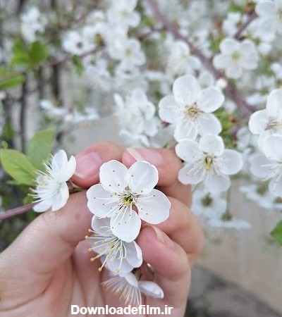 دانلود عکس شکوفه های بهاری برای پروفایل