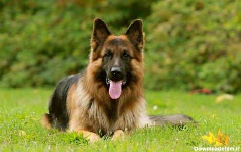 سگ ژرمن شپرد | آشنایی کامل با سگ ژرمن شپرد یک نژاد اصیل سگ