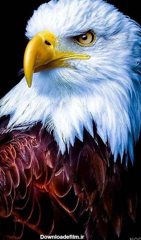 عکس عقاب برای صفحه