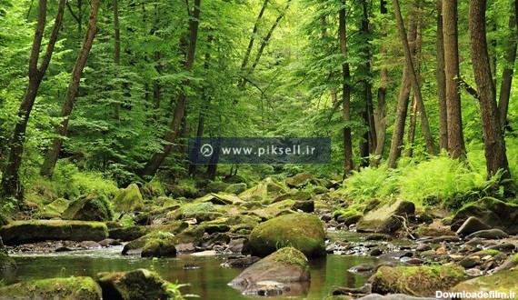 عکس با کیفیت از نمای جنگل سبز و صخره های سبز با فرمت jpg