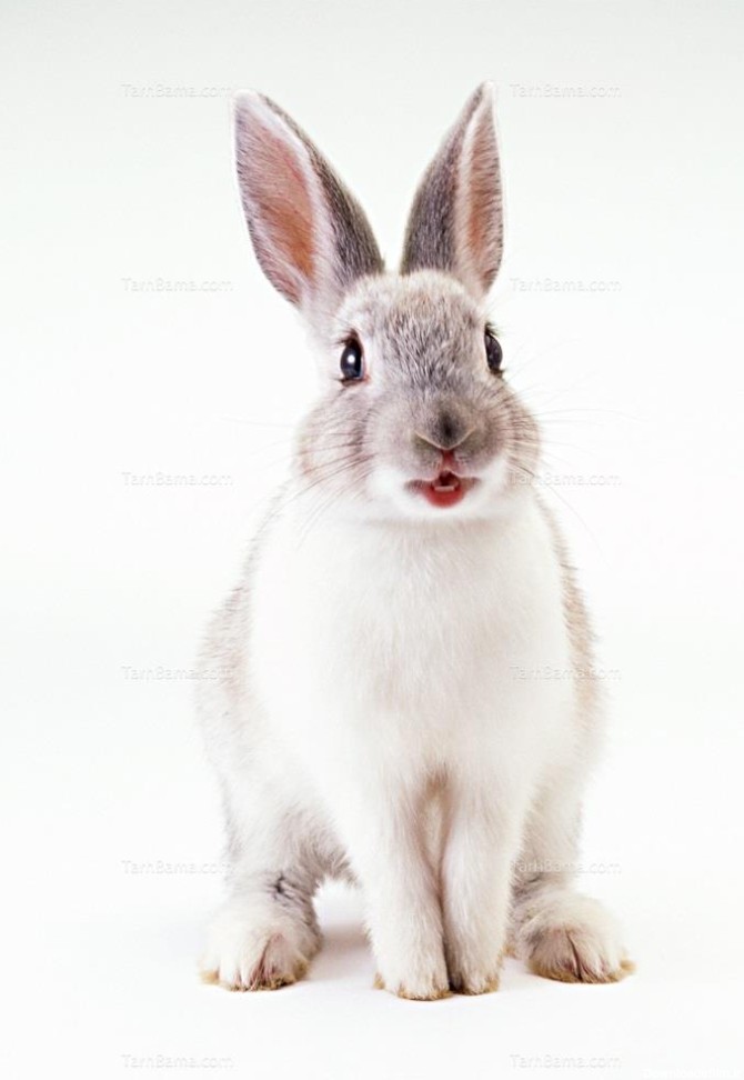 تصویر با کیفیت خرگوش سفید رنگ