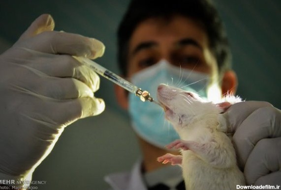 بهترین راه از بین بردن اجساد حیوانات آزمایشگاهی - خبرگزاری مهر ...